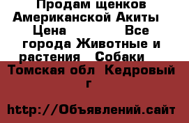 Продам щенков Американской Акиты › Цена ­ 25 000 - Все города Животные и растения » Собаки   . Томская обл.,Кедровый г.